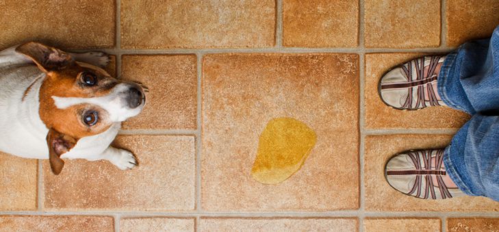 Dogs with incontinence can have accidents inhouse common causes for urinary incontinence in dogs