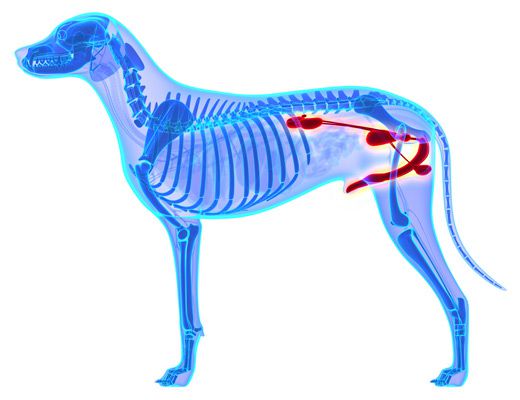 The dog’s urinary system consists of the kidneys, ureters, bladder, and urethra The dog’s urinary system consists of the kidneys, ureters, bladder, and urethra and can be supported with maxxiUtract urinary and bladder support for dogs