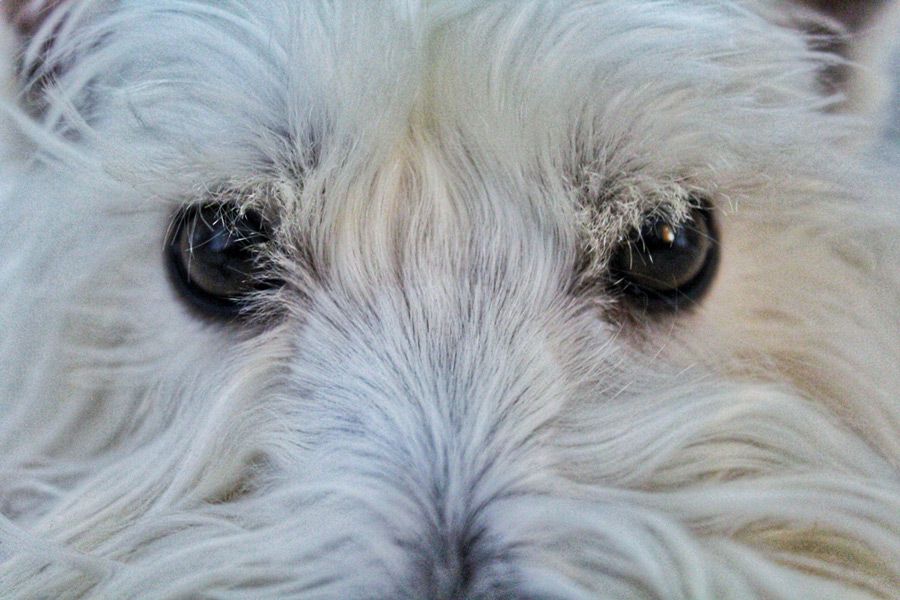 West Highland White Terrier are prone to dog allergies West Highland White Terrier are prone to dog allergies