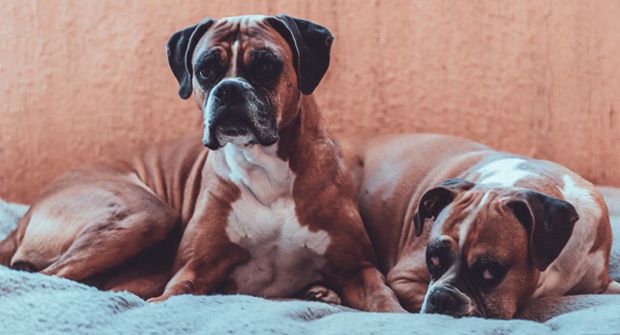 Dog allergy in dogs Dog allergy in dogs