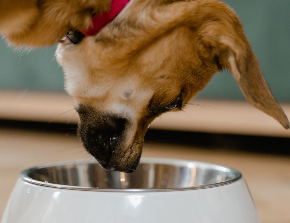 Probiotics are very important for the dog’s overall health and wellbeing Probiotics for dogs are very important for the dog’s overall health and wellbeing