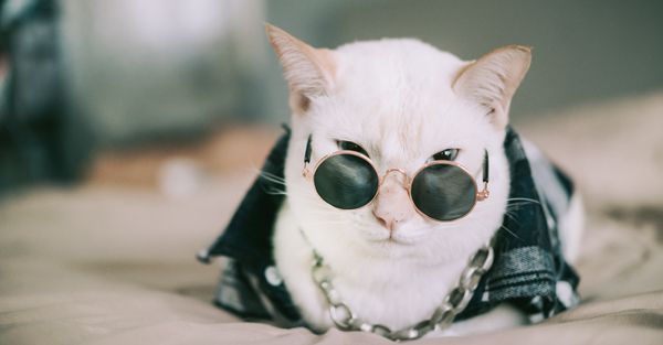 Calm boxer using maxxicalm natural calming aid for dogs