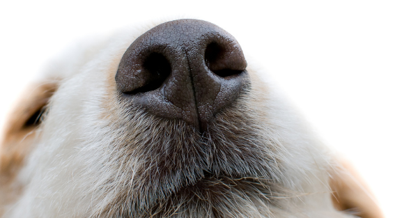 Calm boxer using maxxicalm natural calming aid for dogs