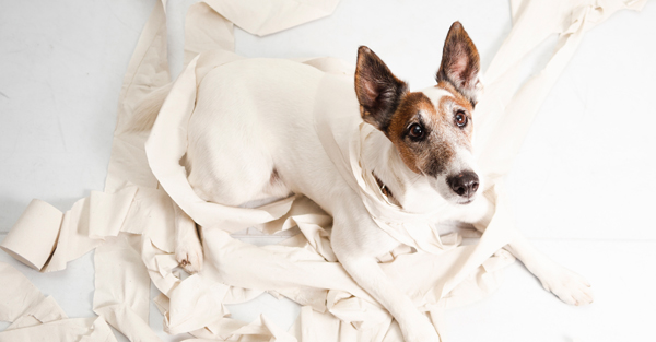 Calm boxer using maxxicalm natural calming aid for dogs