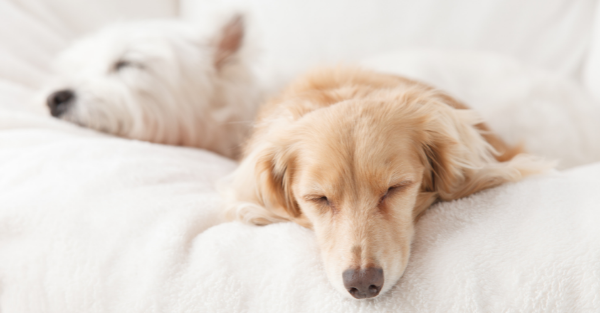 Calm boxer using maxxicalm natural calming aid for dogs