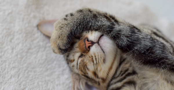 Calm boxer using maxxicalm natural calming aid for dogs