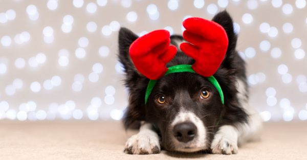 Calm boxer using maxxicalm natural calming aid for dogs
