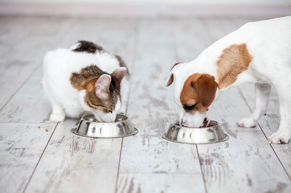 Pets with liver disease eating food with maxxiSAMe liver support for pets
