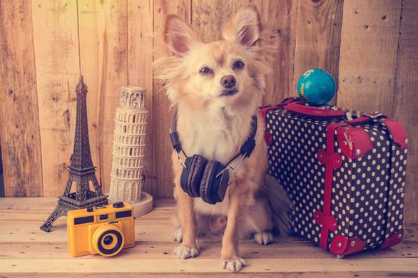 Small dog going on a vacation
