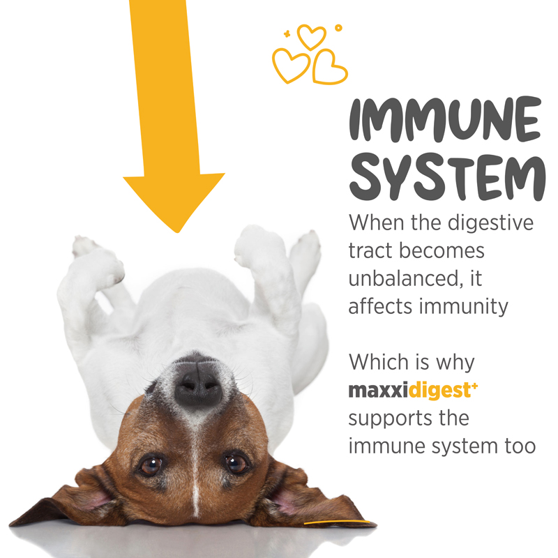 maxxidigest digestive support for all dogs
