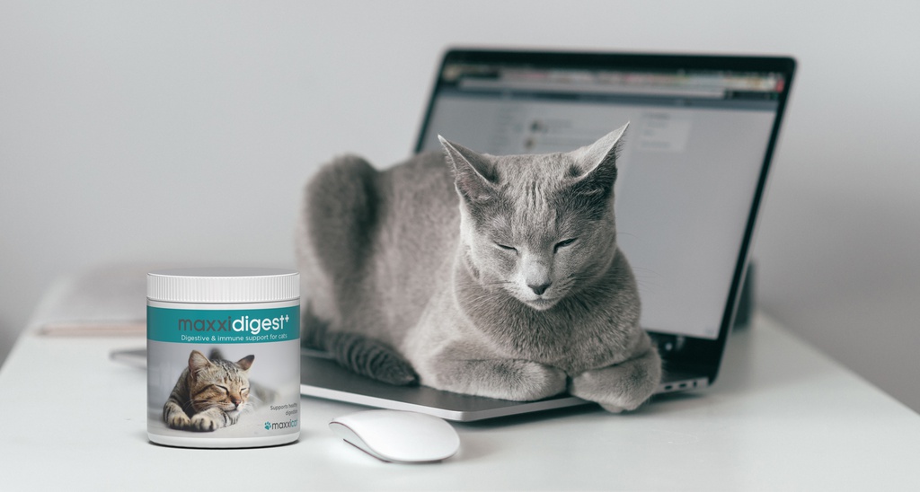 maxxidigest cats BANNER